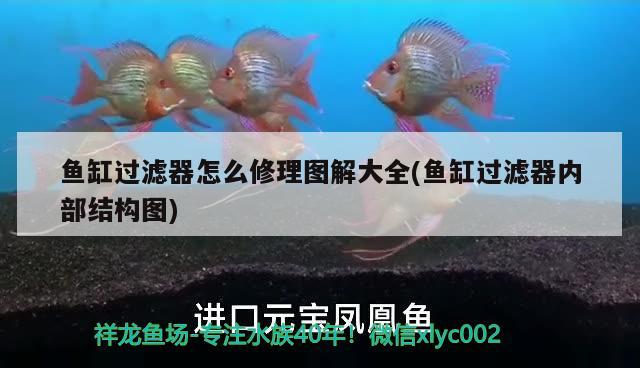 魚缸過濾器怎么修理圖解大全(魚缸過濾器內(nèi)部結(jié)構(gòu)圖) 觀賞魚水族批發(fā)市場