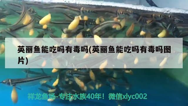 英麗魚能吃嗎有毒嗎(英麗魚能吃嗎有毒嗎圖片) 觀賞魚