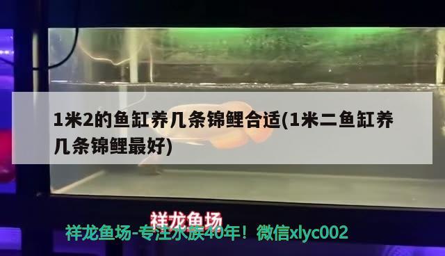 1米2的魚缸養(yǎng)幾條錦鯉合適(1米二魚缸養(yǎng)幾條錦鯉最好)