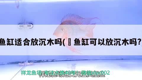 魚(yú)缸適合放沉木嗎(魟魚(yú)缸可以放沉木嗎?)