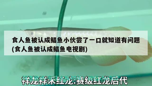 食人魚被認成鯧魚小伙嘗了一口就知道有問題(食人魚被認成鯧魚電視劇) 食人魚（水虎）