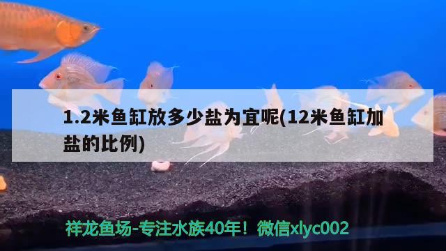 1.2米魚缸放多少鹽為宜呢(12米魚缸加鹽的比例) 水族世界