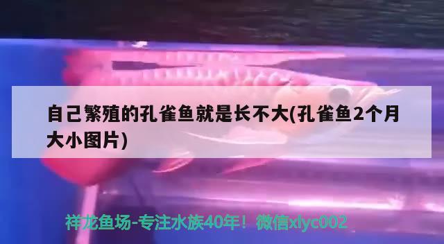 自己繁殖的孔雀魚(yú)就是長(zhǎng)不大(孔雀魚(yú)2個(gè)月大小圖片)