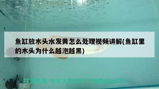 魚缸放木頭水發(fā)黃怎么處理視頻講解(魚缸里的木頭為什么越泡越黑)