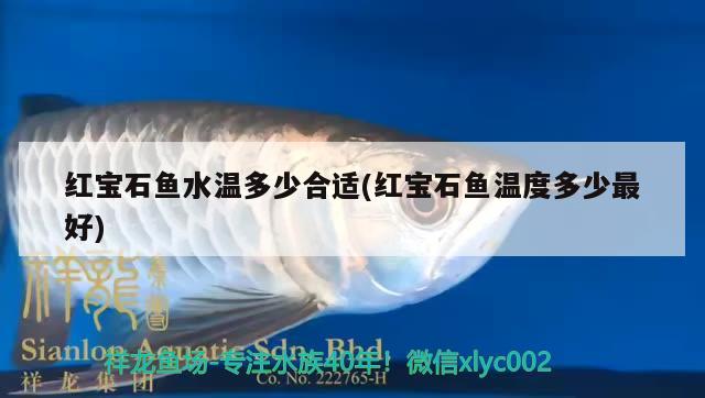 紅寶石魚(yú)水溫多少合適(紅寶石魚(yú)溫度多少最好) 觀賞魚(yú)