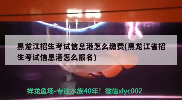 黑龍江招生考試信息港怎么繳費(黑龍江省招生考試信息港怎么報名)