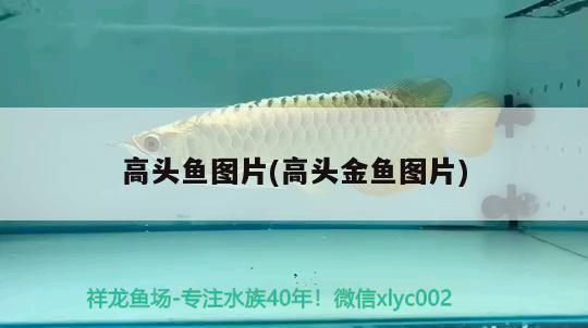 高頭魚(yú)圖片(高頭金魚(yú)圖片)