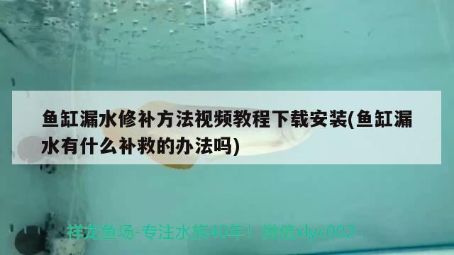 魚缸漏水修補(bǔ)方法視頻教程下載安裝(魚缸漏水有什么補(bǔ)救的辦法嗎) 印尼紅龍魚