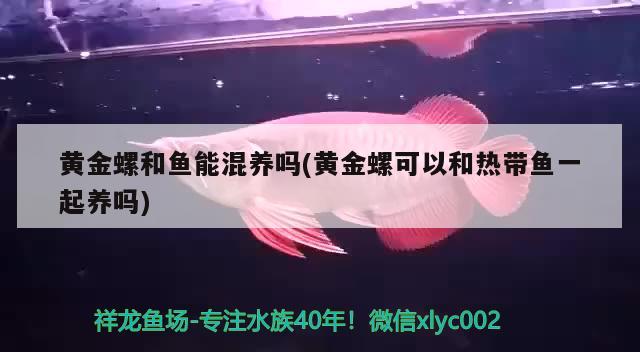 黃金螺和魚能混養(yǎng)嗎(黃金螺可以和熱帶魚一起養(yǎng)嗎) 觀賞魚