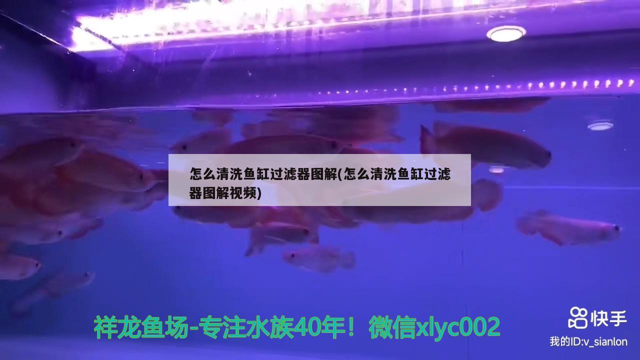 怎么清洗魚缸過濾器圖解(怎么清洗魚缸過濾器圖解視頻) 狗仔招財(cái)貓魚