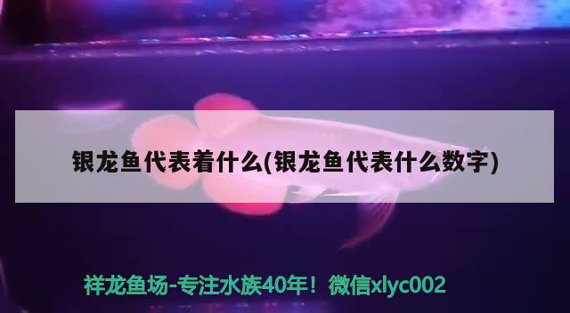 銀龍魚代表著什么(銀龍魚代表什么數(shù)字) 銀龍魚