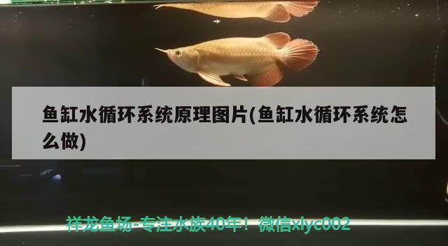 魚缸水循環(huán)系統(tǒng)原理圖片(魚缸水循環(huán)系統(tǒng)怎么做) 泰龐海蓮魚