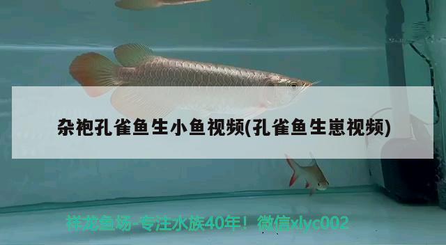 雜袍孔雀魚生小魚視頻(孔雀魚生崽視頻) 觀賞魚