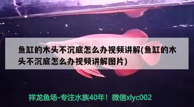 魚(yú)缸的木頭不沉底怎么辦視頻講解(魚(yú)缸的木頭不沉底怎么辦視頻講解圖片) 金三間魚(yú)