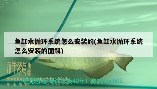 魚缸水循環(huán)系統(tǒng)怎么安裝的(魚缸水循環(huán)系統(tǒng)怎么安裝的圖解) 青龍魚