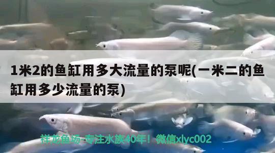 1米2的魚缸用多大流量的泵呢(一米二的魚缸用多少流量的泵) 戰(zhàn)車紅龍魚