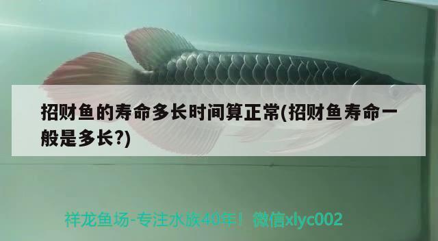 招財(cái)魚(yú)的壽命多長(zhǎng)時(shí)間算正常(招財(cái)魚(yú)壽命一般是多長(zhǎng)?)