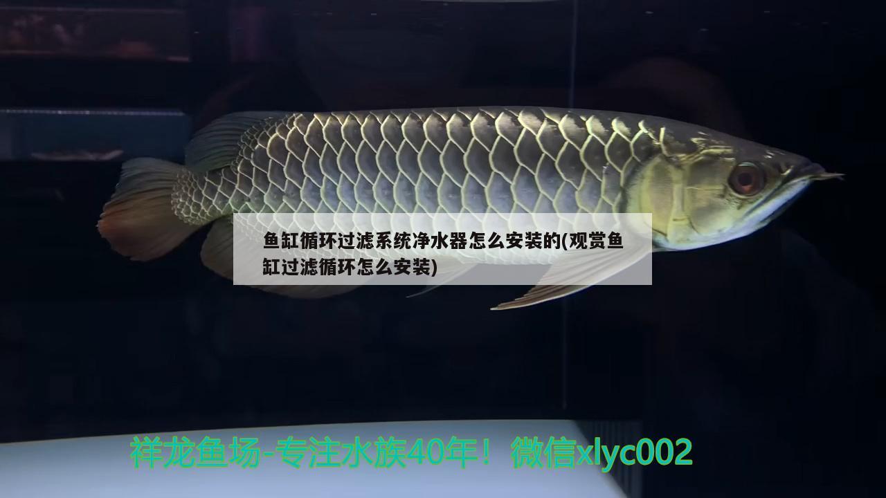 魚缸循環(huán)過濾系統(tǒng)凈水器怎么安裝的(觀賞魚缸過濾循環(huán)怎么安裝) 魚糧魚藥