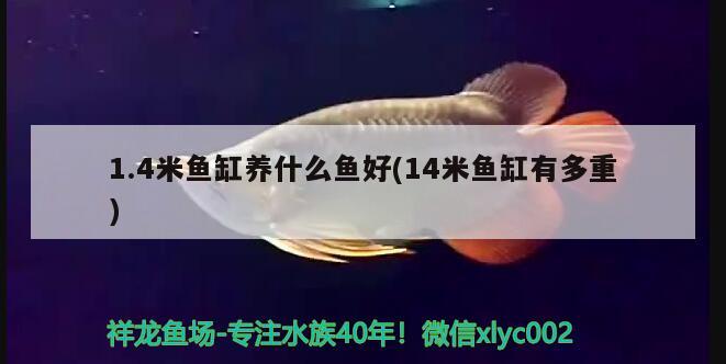 1.4米魚(yú)缸養(yǎng)什么魚(yú)好(14米魚(yú)缸有多重)