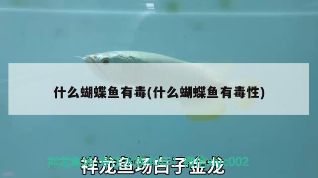 什么蝴蝶魚有毒(什么蝴蝶魚有毒性) 蝴蝶鯉