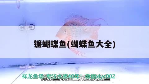 鐮蝴蝶魚(yú)(蝴蝶魚(yú)大全)