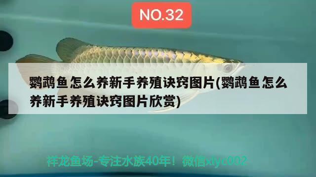 鸚鵡魚怎么養(yǎng)新手養(yǎng)殖訣竅圖片(鸚鵡魚怎么養(yǎng)新手養(yǎng)殖訣竅圖片欣賞) 鸚鵡魚