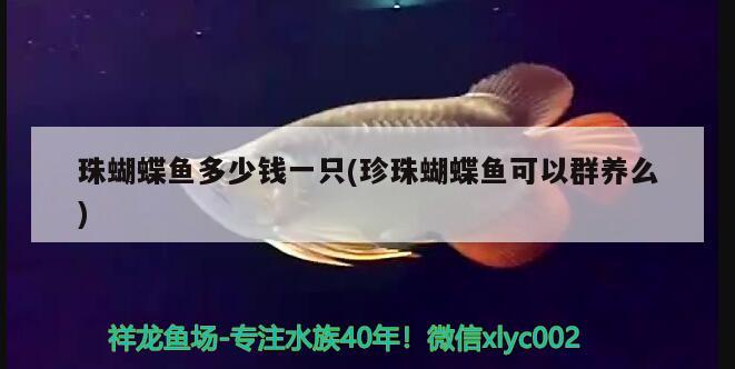 珠蝴蝶魚多少錢一只(珍珠蝴蝶魚可以群養(yǎng)么)