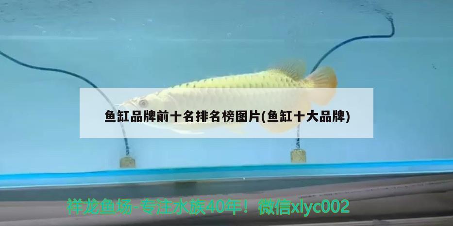 魚缸品牌前十名排名榜圖片(魚缸十大品牌) 超血紅龍魚