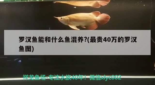 羅漢魚能和什么魚混養(yǎng)?(最貴40萬的羅漢魚圖) 羅漢魚