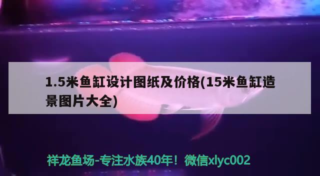 1.5米魚缸設(shè)計(jì)圖紙及價(jià)格(15米魚缸造景圖片大全) 朱巴利魚