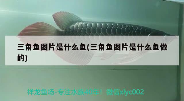 三角魚圖片是什么魚(三角魚圖片是什么魚做的) 觀賞魚