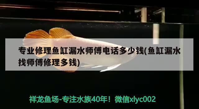 專業(yè)修理魚缸漏水師傅電話多少錢(魚缸漏水找?guī)煾敌蘩矶噱X) 電鰻