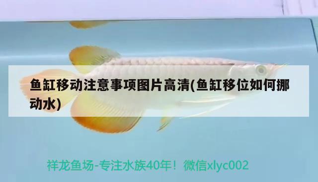 魚缸移動(dòng)注意事項(xiàng)圖片高清(魚缸移位如何挪動(dòng)水)