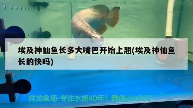 埃及神仙魚長多大嘴巴開始上翹(埃及神仙魚長的快嗎)