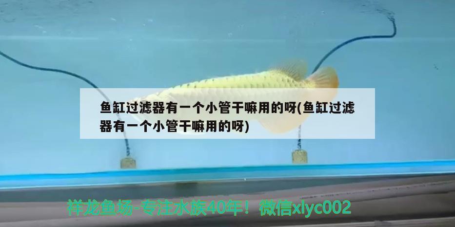 魚缸過(guò)濾器有一個(gè)小管干嘛用的呀(魚缸過(guò)濾器有一個(gè)小管干嘛用的呀) 福魟魟魚