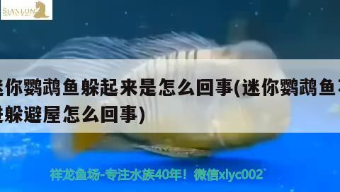 迷你鸚鵡魚躲起來是怎么回事(迷你鸚鵡魚不進躲避屋怎么回事) 鸚鵡魚