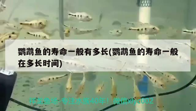 鸚鵡魚的壽命一般有多長(鸚鵡魚的壽命一般在多長時間) 鸚鵡魚