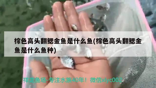 棕色高頭翻鰓金魚是什么魚(棕色高頭翻鰓金魚是什么魚種)