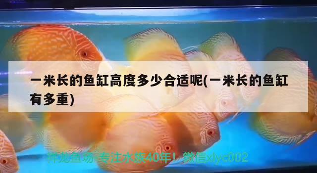 一米長的魚缸高度多少合適呢(一米長的魚缸有多重) 綠皮辣椒小紅龍 第2張