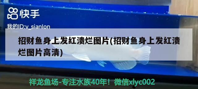 招財(cái)魚身上發(fā)紅潰爛圖片(招財(cái)魚身上發(fā)紅潰爛圖片高清)