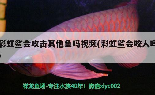 彩虹鯊會(huì)攻擊其他魚嗎視頻(彩虹鯊會(huì)咬人嗎)