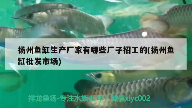 揚州魚缸生產(chǎn)廠家有哪些廠子招工的(揚州魚缸批發(fā)市場)