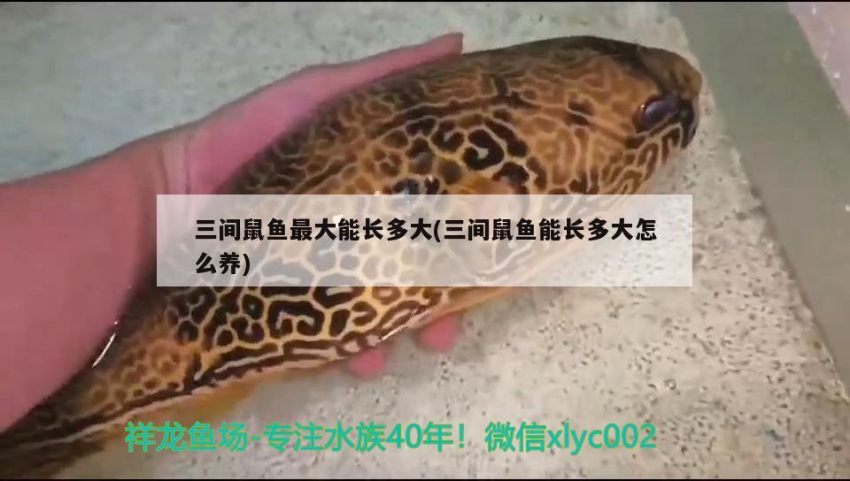 三間鼠魚最大能長多大(三間鼠魚能長多大怎么養(yǎng)) 三間鼠魚