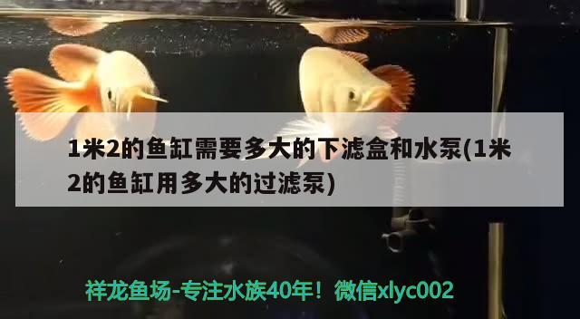 1米2的魚缸需要多大的下濾盒和水泵(1米2的魚缸用多大的過濾泵) 金龍魚糧