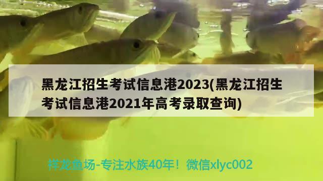 黑龍江招生考試信息港2023(黑龍江招生考試信息港2021年高考錄取查詢)