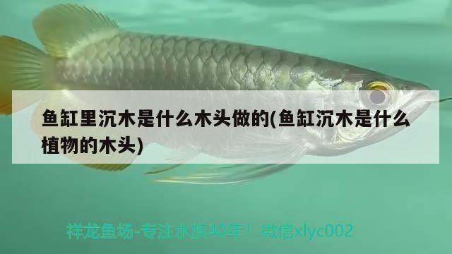 魚缸里沉木是什么木頭做的(魚缸沉木是什么植物的木頭)