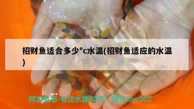 招財魚適合多少°c水溫(招財魚適應的水溫) 觀賞魚