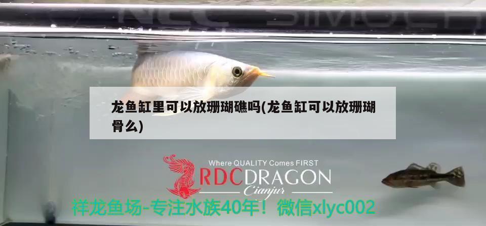 龍魚缸里可以放珊瑚礁嗎(龍魚缸可以放珊瑚骨么) 印尼小紅龍