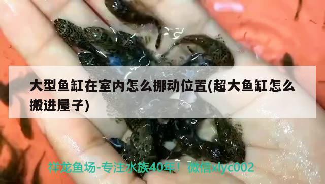 大型魚缸在室內(nèi)怎么挪動(dòng)位置(超大魚缸怎么搬進(jìn)屋子)