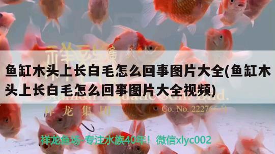 魚缸木頭上長白毛怎么回事圖片大全(魚缸木頭上長白毛怎么回事圖片大全視頻) 廣州祥龍國際水族貿(mào)易